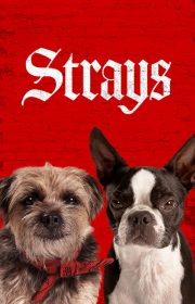 Strays