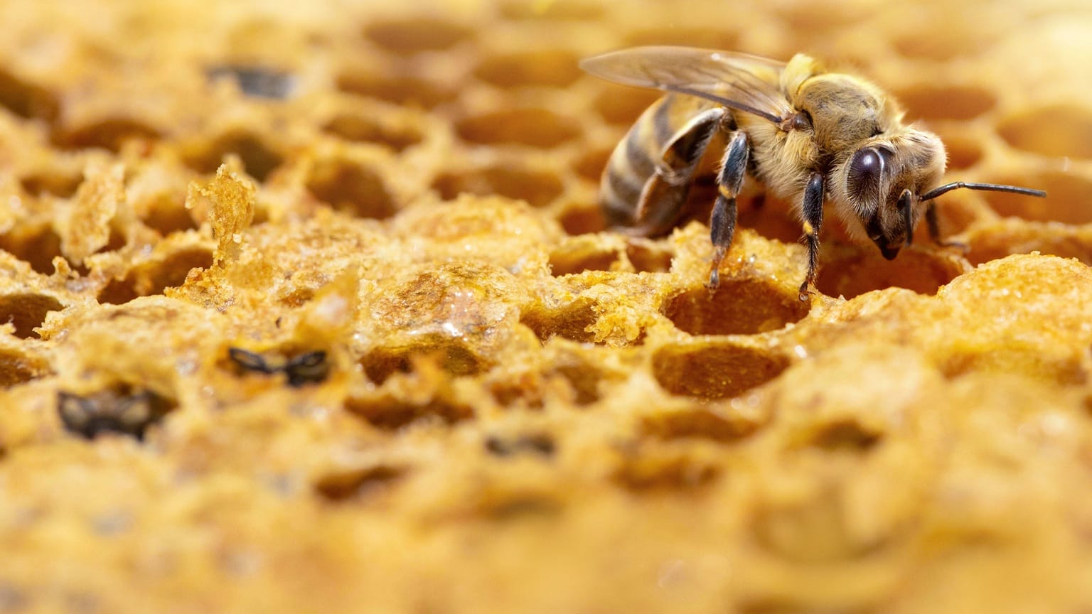 Secrets of the Bees