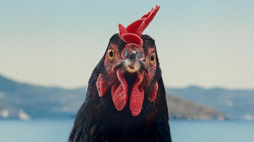 Hen 2025
